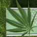 What Are The Famous CBD Ecommerce Platforms
