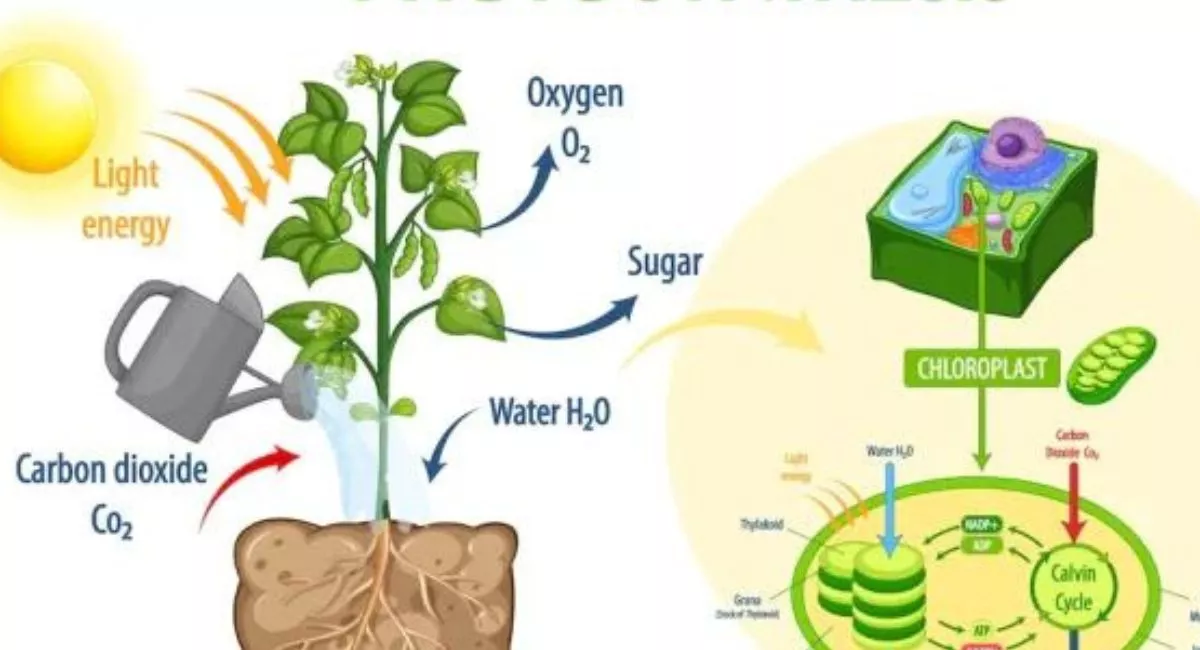 Artificial Photosynthesis: A Promising Solution for Sustainable Energy Production